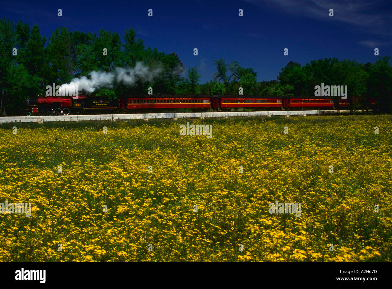 Texas State Railroad train with field of yellow flowers in foreground Gibson Road Crossing Texas Stock Photo