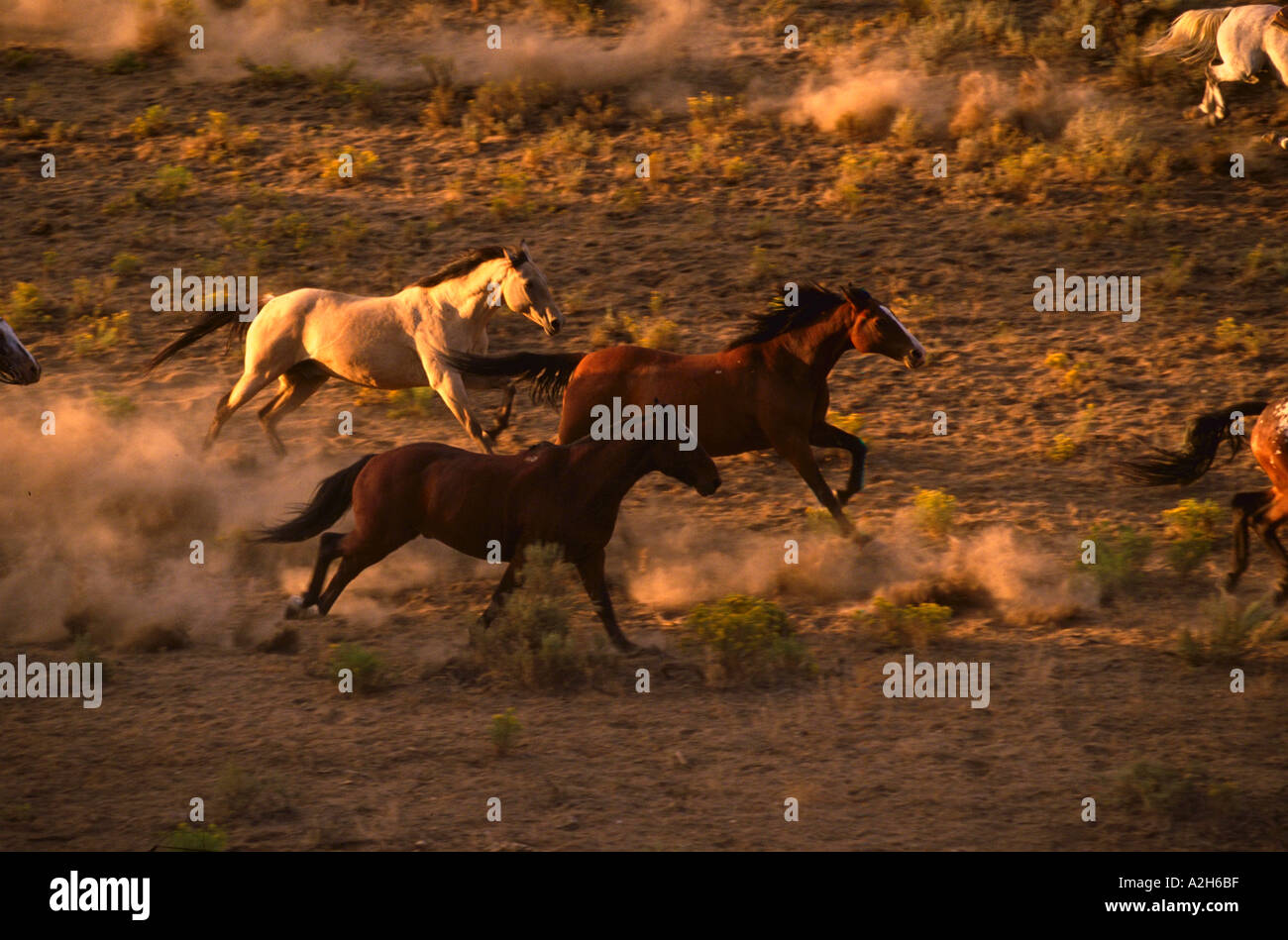 Horses running at Rock Spring Ranch Bend Oregon Stock Photo