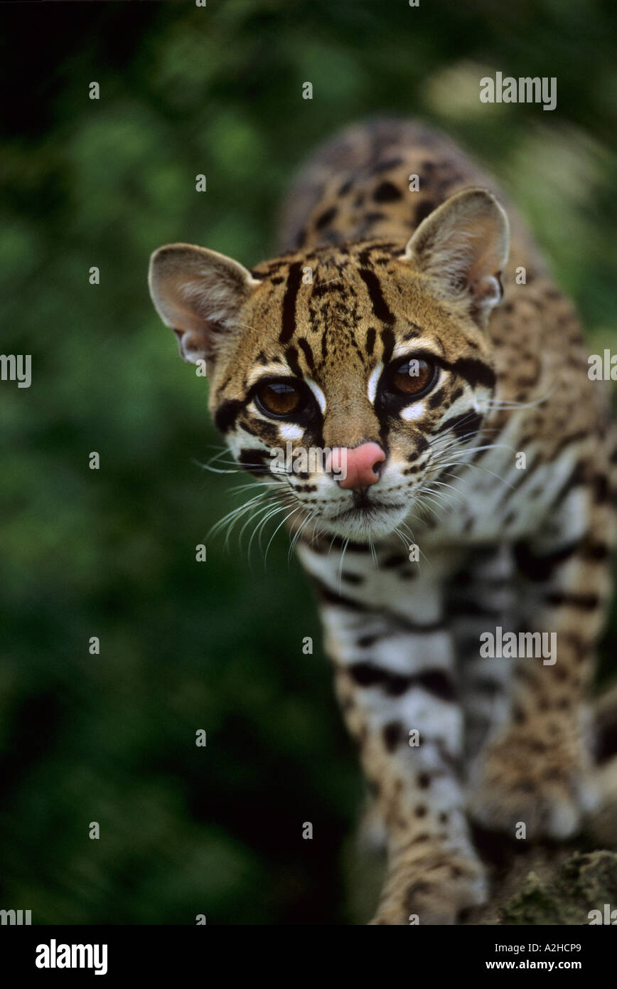 american ocelot