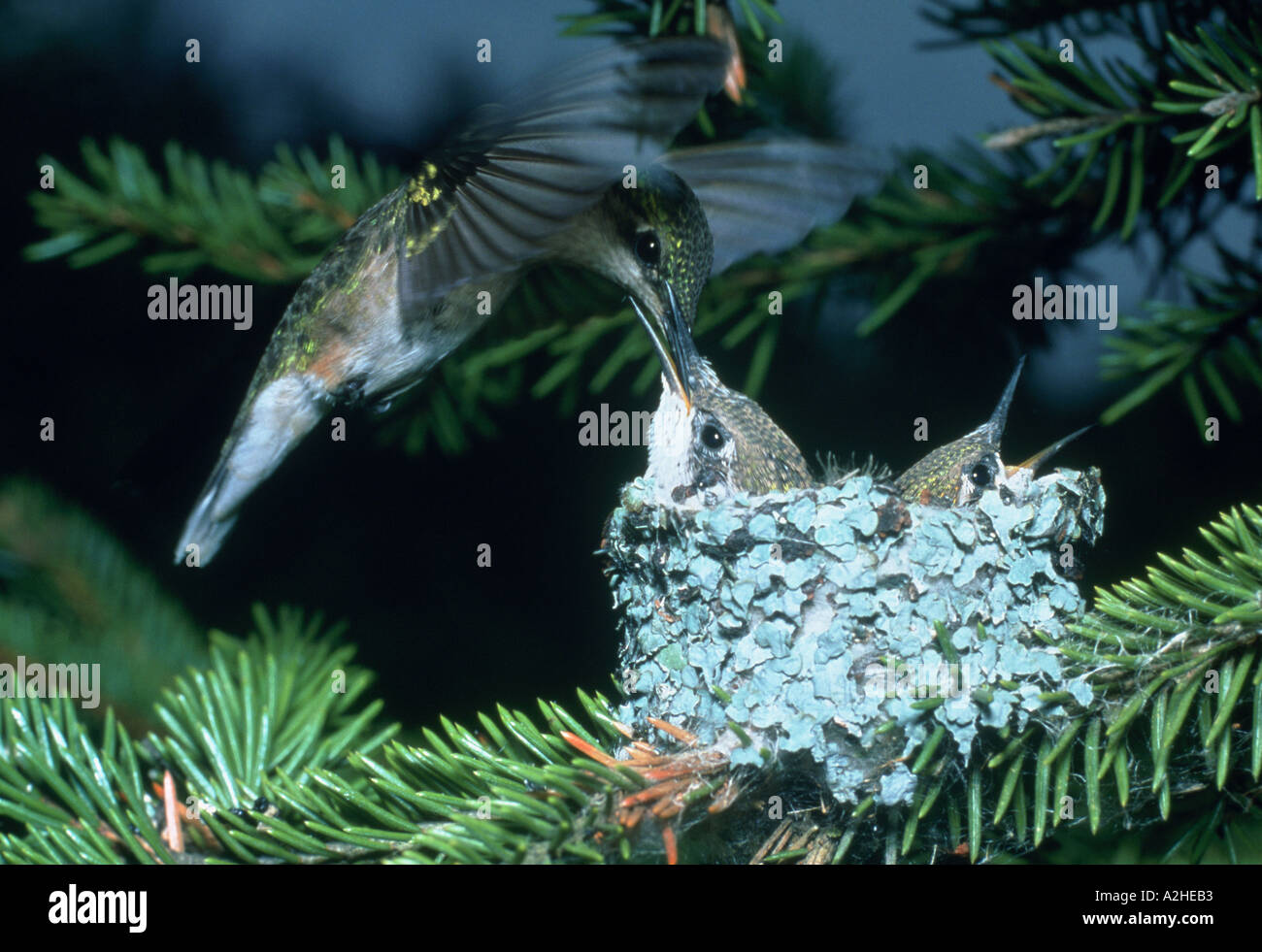 A female Ruby Throated Hummingbird hovers over her nest as she feeds one of her two chicks Stock Photo