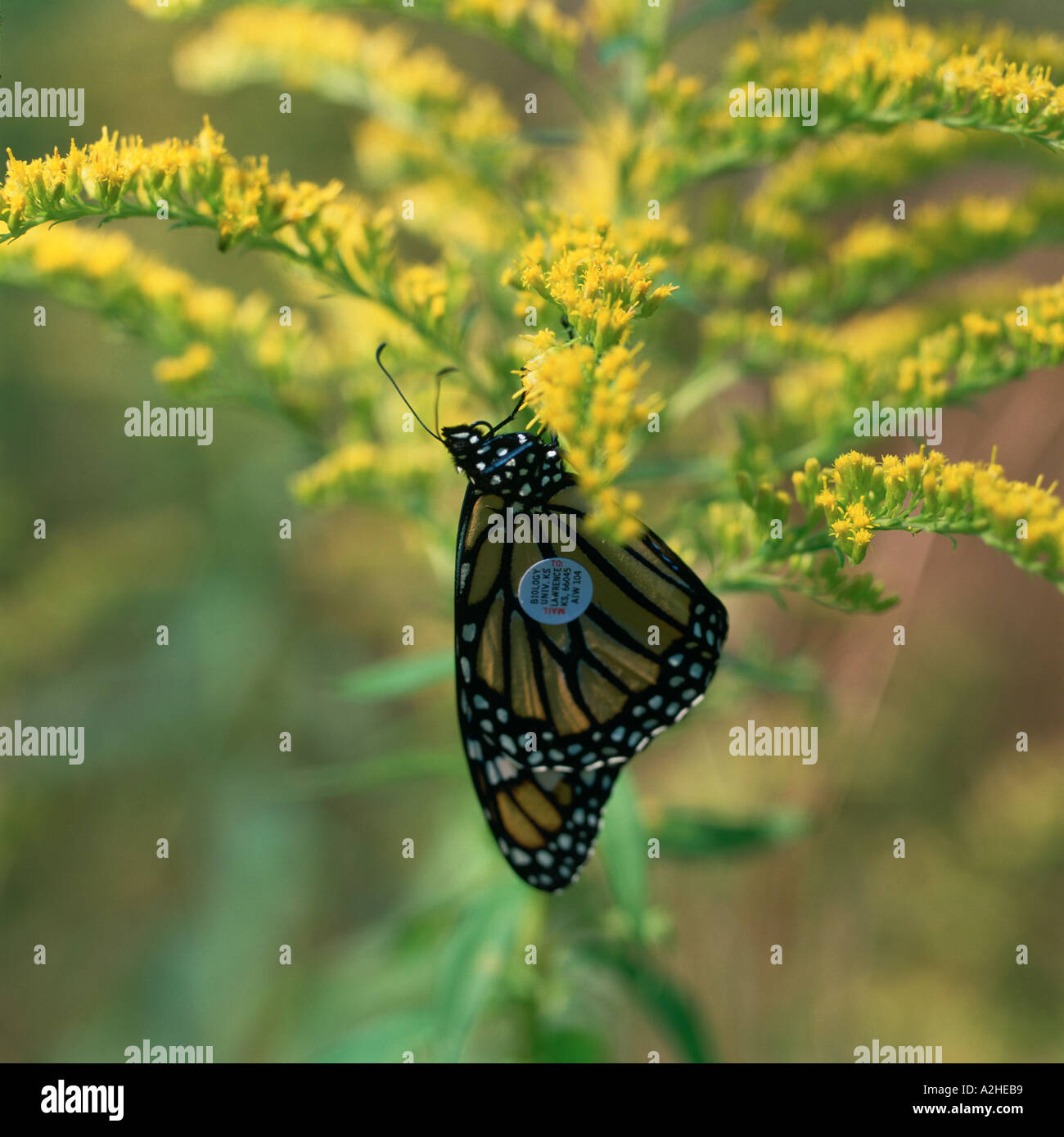 A Monarch Butterfly Danaus plexippus with a migration tracking tag on its wing rests on yellow flowers Stock Photo