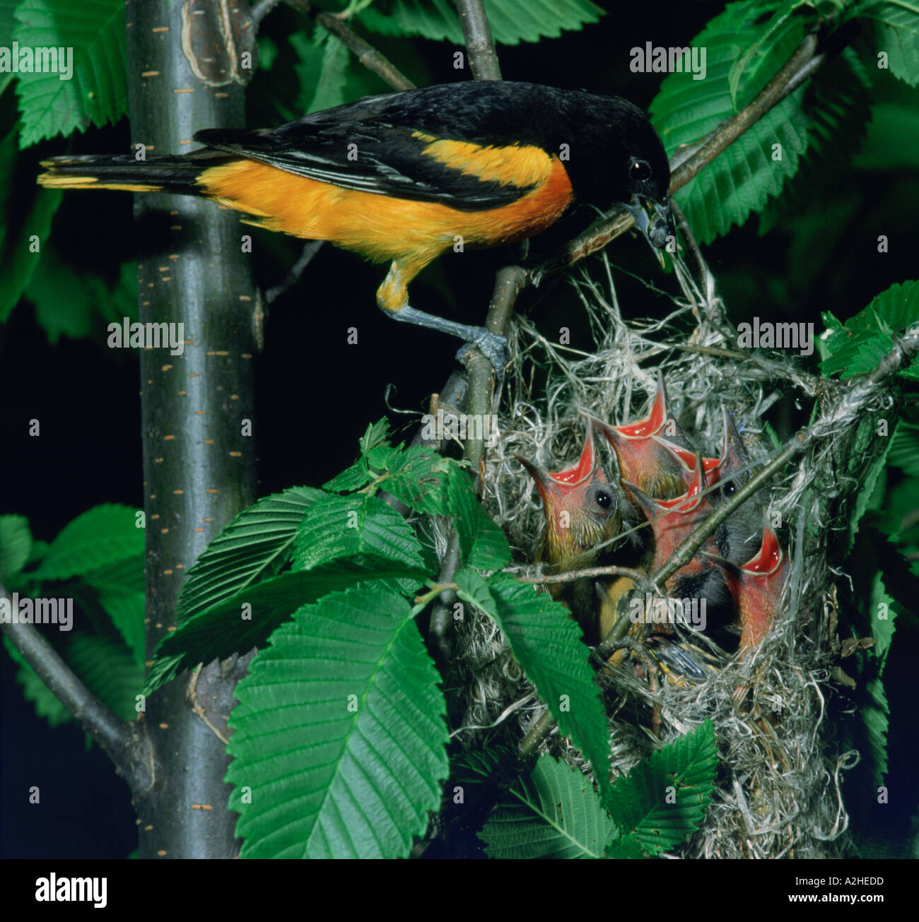 Baltimore oriole, bird, nest, hires stock photography and images Alamy