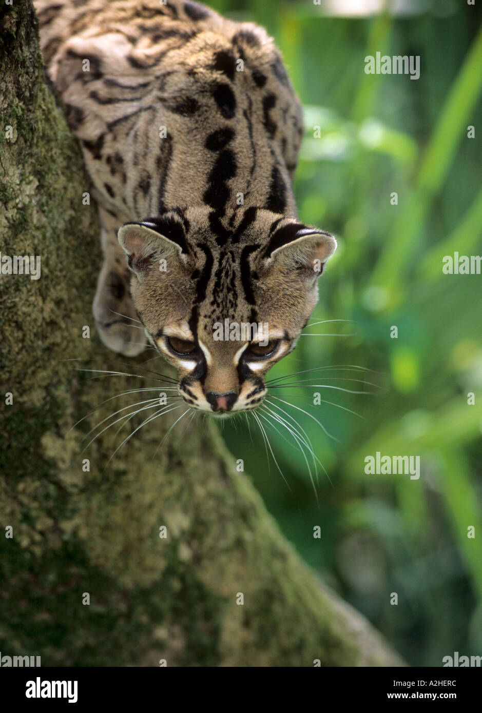 Margay leopardus weidii central south hires stock photography and