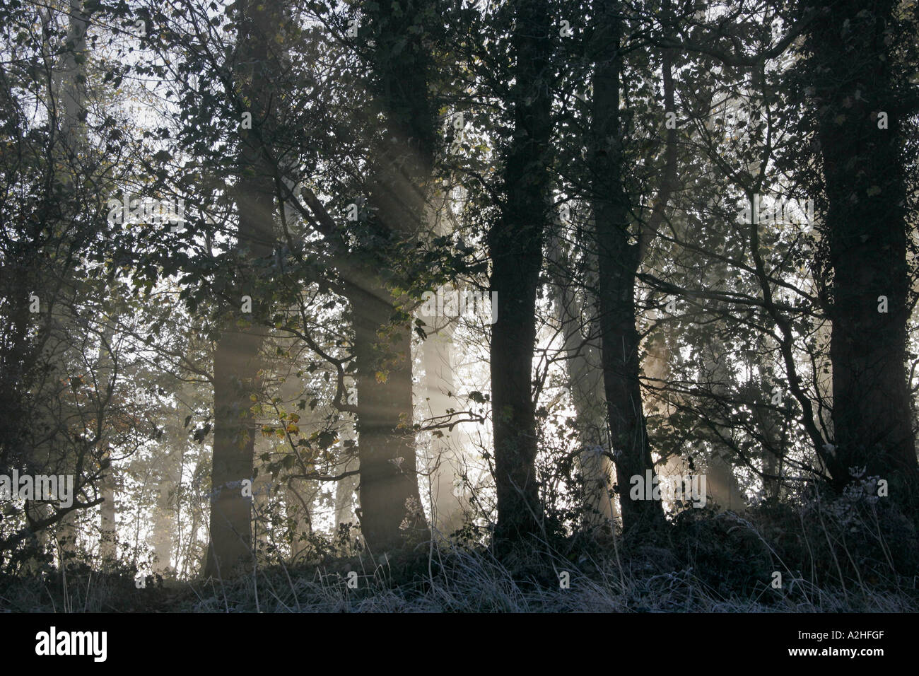 Sunrise in Londonthorpe Wood (Woodland Trust), Londonthorpe, near