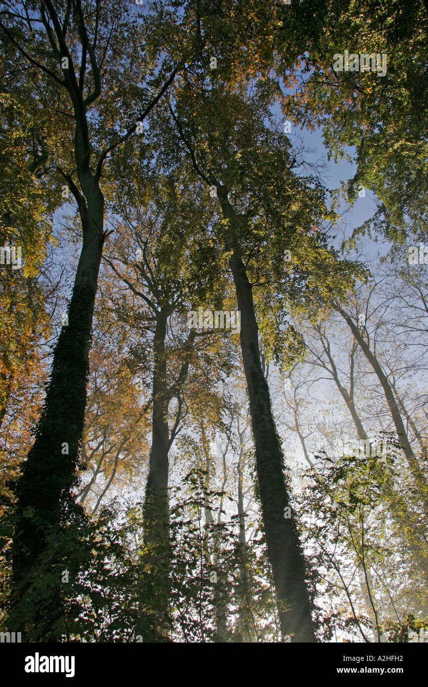 Londonthorpe wood hires stock photography and images Alamy