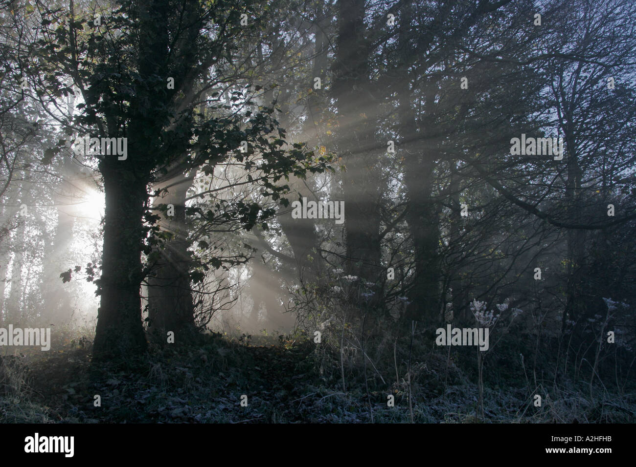 Sunrise in Londonthorpe Wood (Woodland Trust), Londonthorpe, near