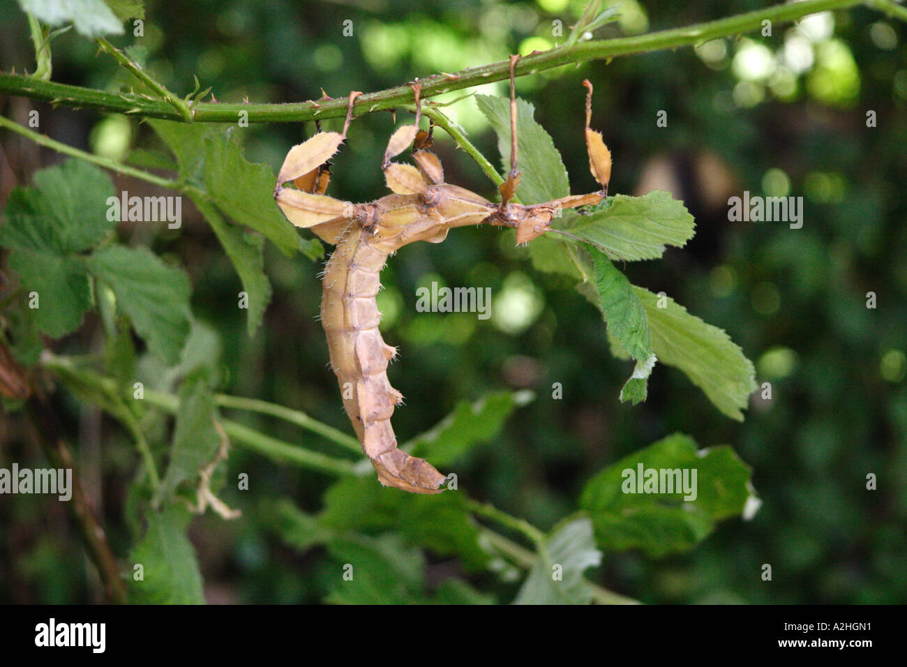 Giant Prickly Stick Insect, Extatosoma Tiaratum, in captivity at