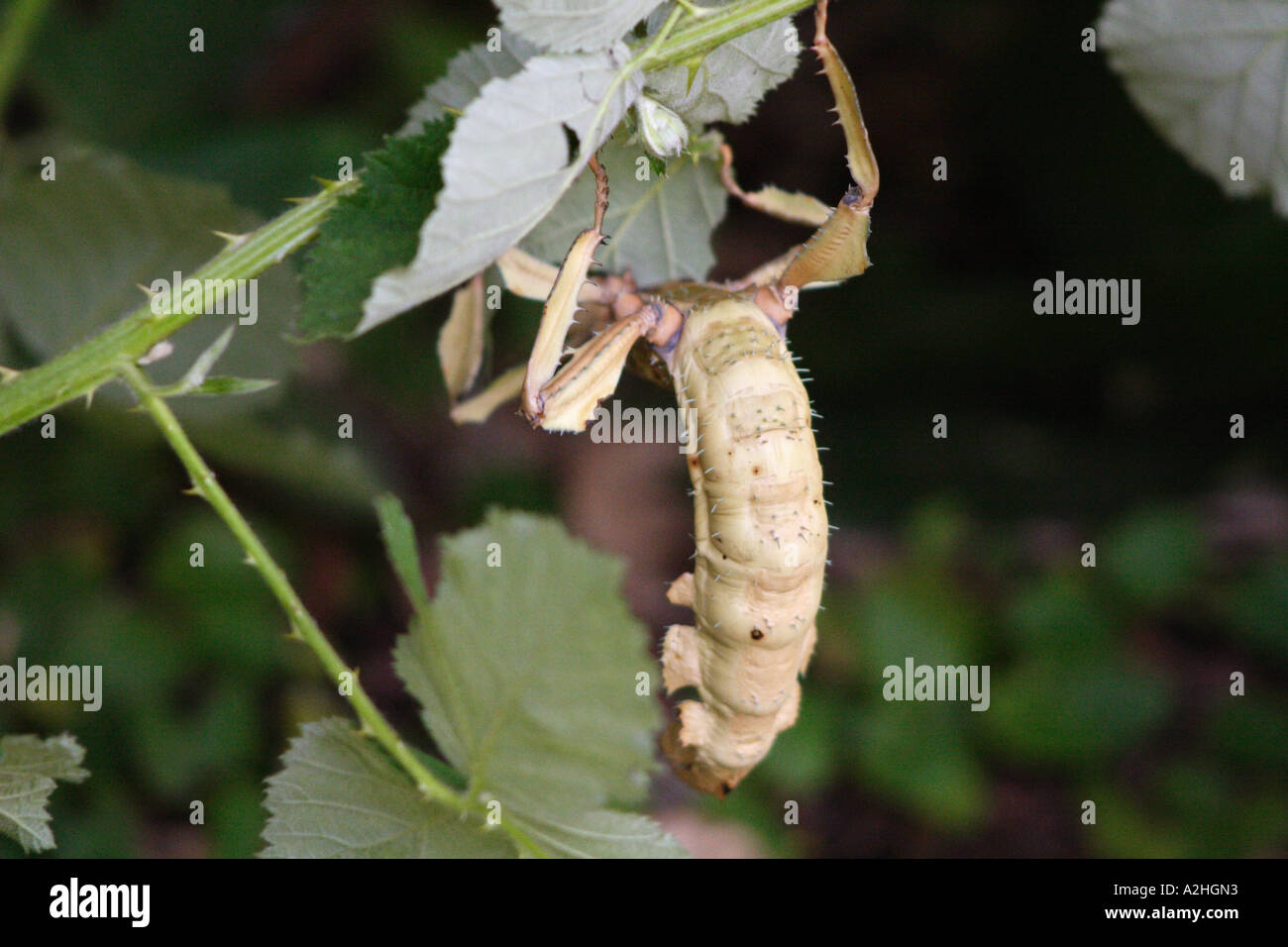 Giant Prickly Stick Insect, Extatosoma Tiaratum, in captivity at