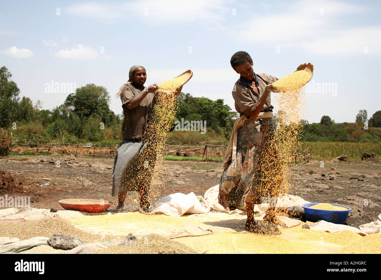 Women Winnowing grain, Weyto Village, Bahar Dar, Ethiopia Stock Photo