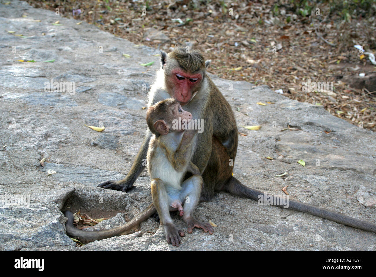 Secret between Monkey and baby, Toque Monkey ( Macaque Monkey ) at the cave temples of Dambulla, Sri Lanka Stock Photo