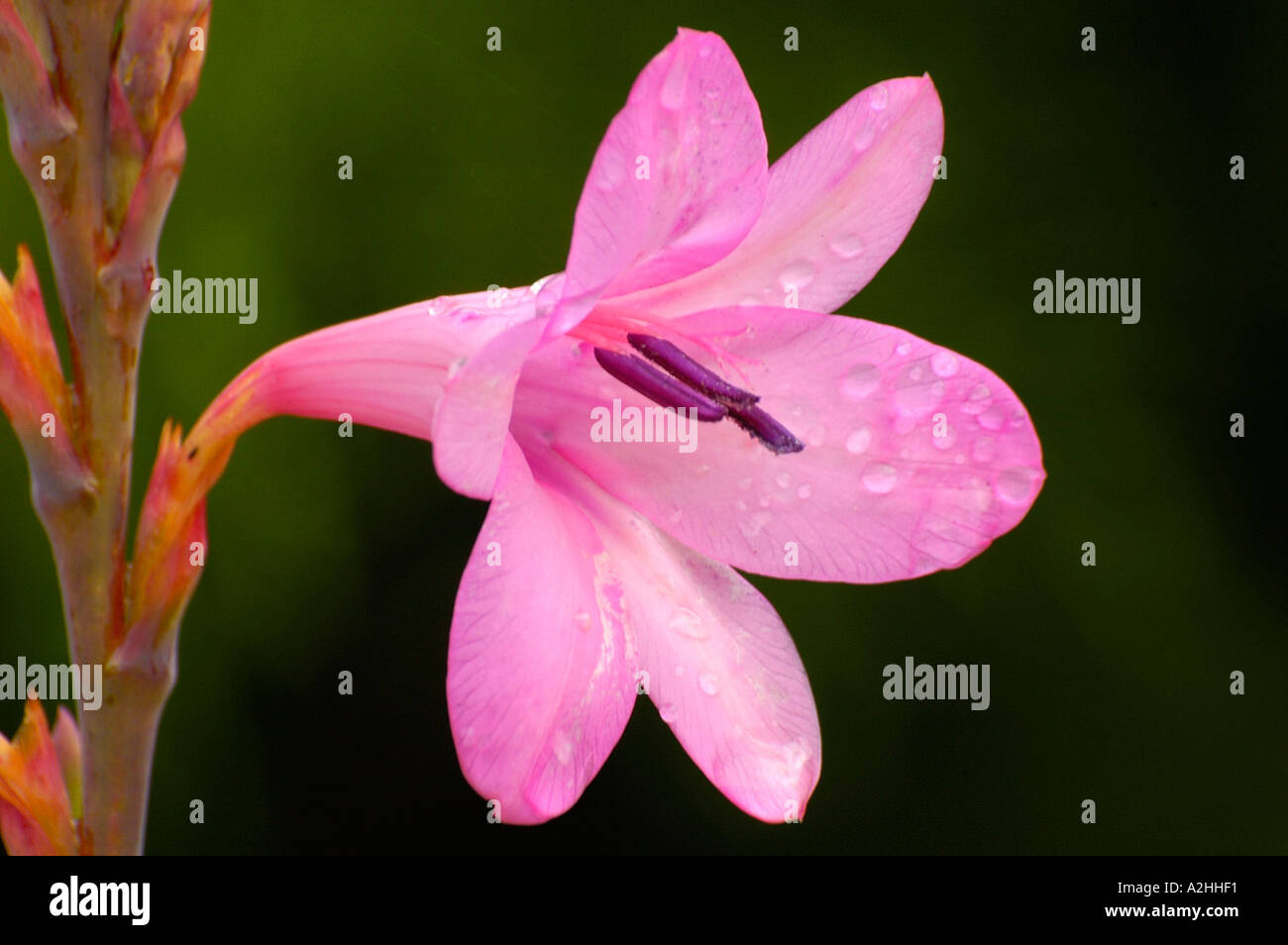 Close up of pink Watsonia natalensis bloom in Western Cape South Africa with dew drop on Stock Photo