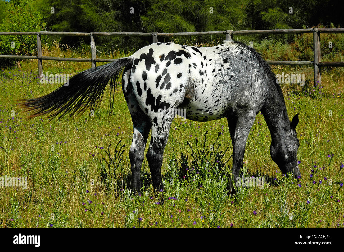 Side view of spotted horse grazing with outstretched tail green grass in background Paarl W Cape South Africa Stock Photo