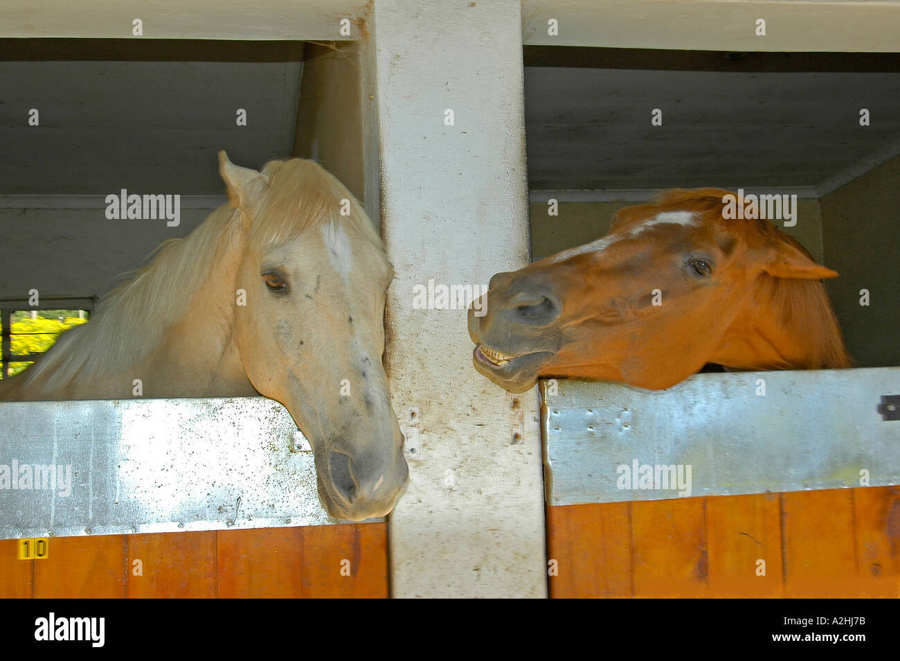 Pale horse in left stable with ears back bay horse in right stable