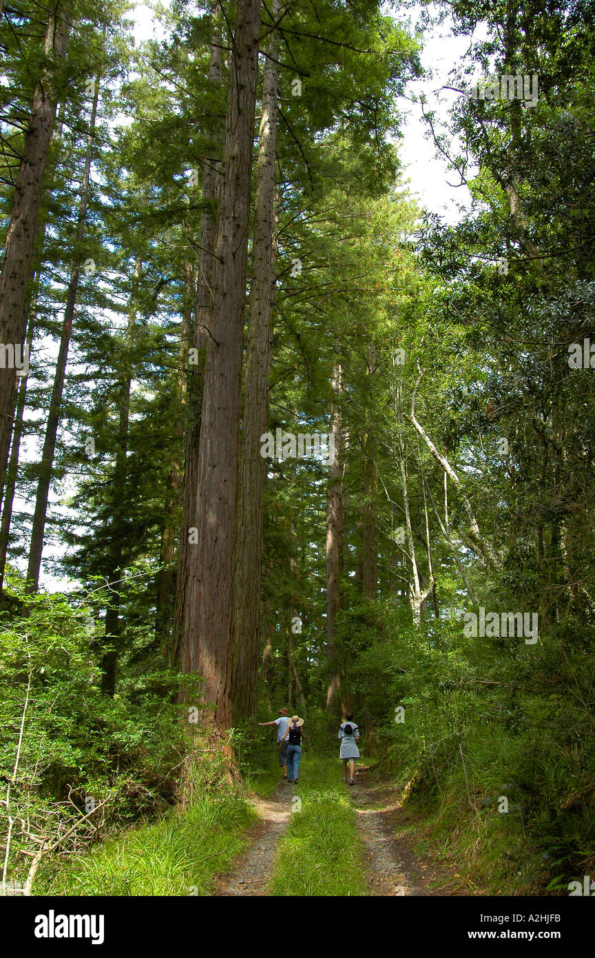 Redwood trees from California growing in last patch of indigenous rainforest near Swellendam