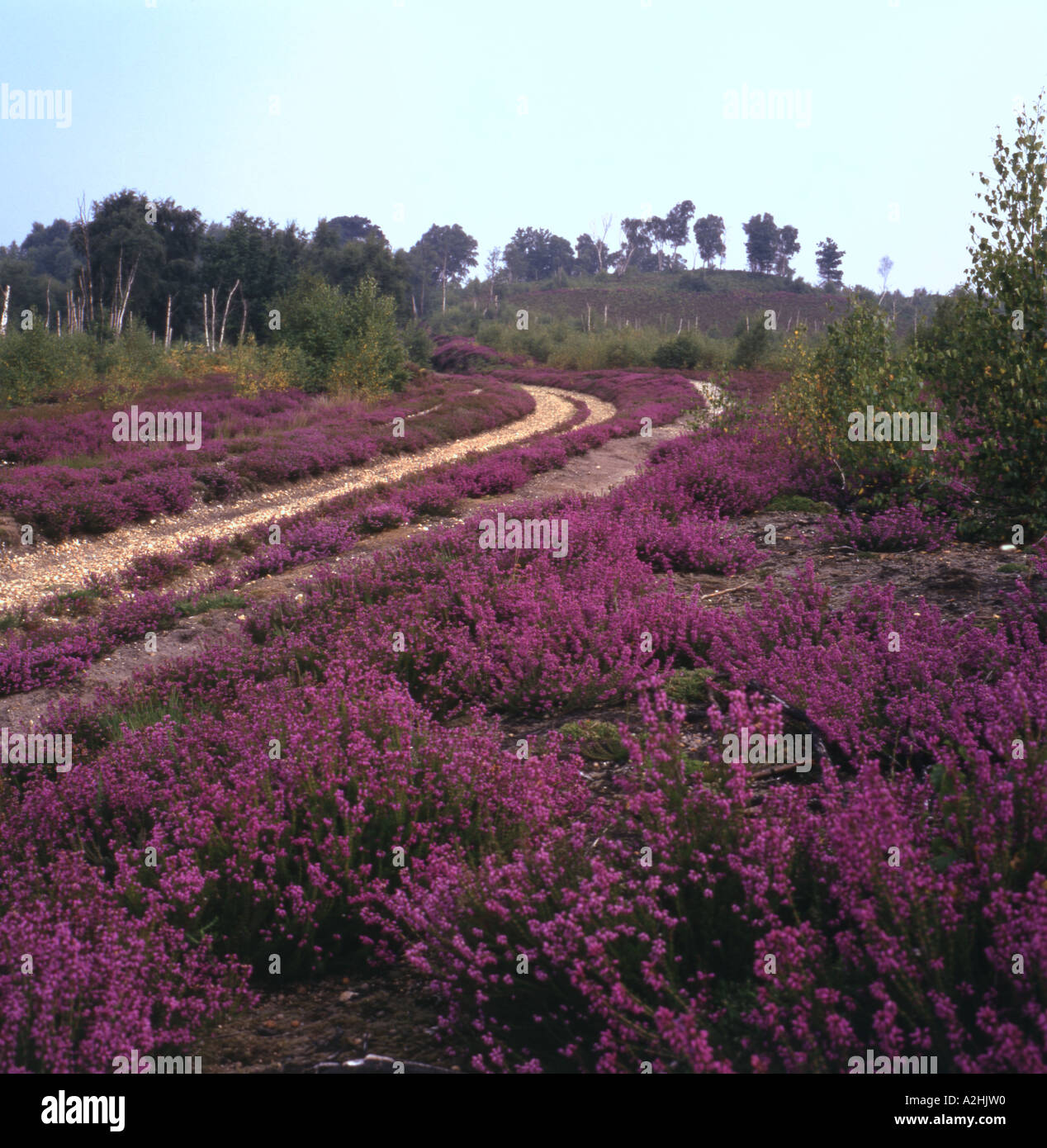 Heathland Young Bell Heather along track Surrey England MoD 4 years after fire Stock Photo