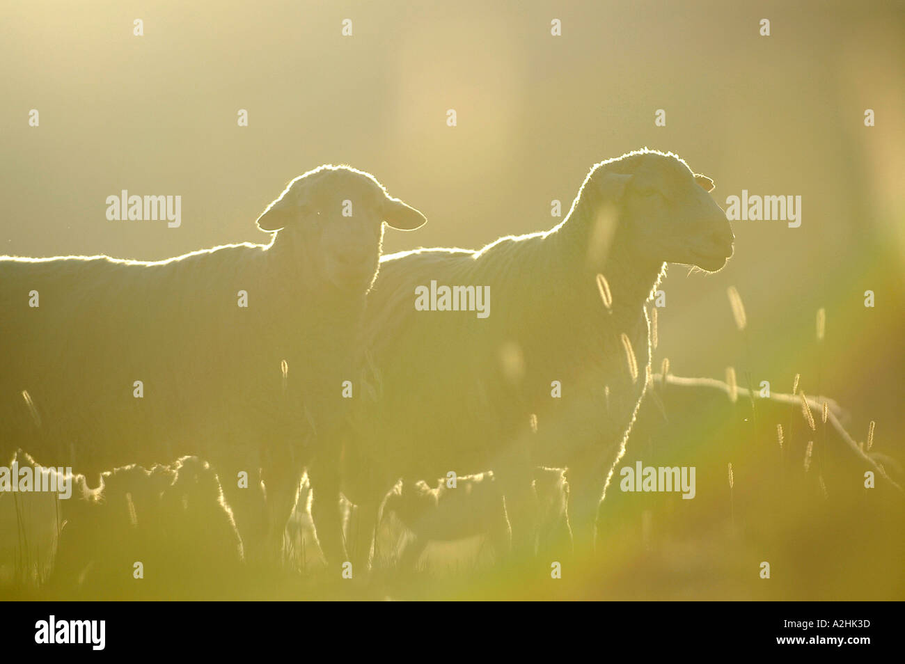 merino sheep rams side view backlight Friedrich von Horsten Stock Photo
