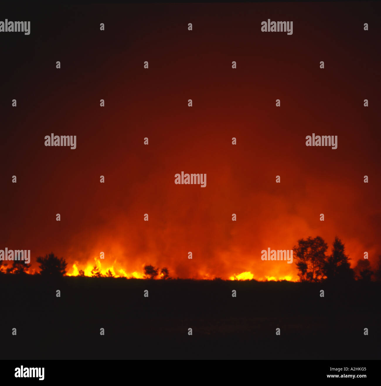 Fire raging at night on Heathland Surrey England MoD Ranges Stock Photo