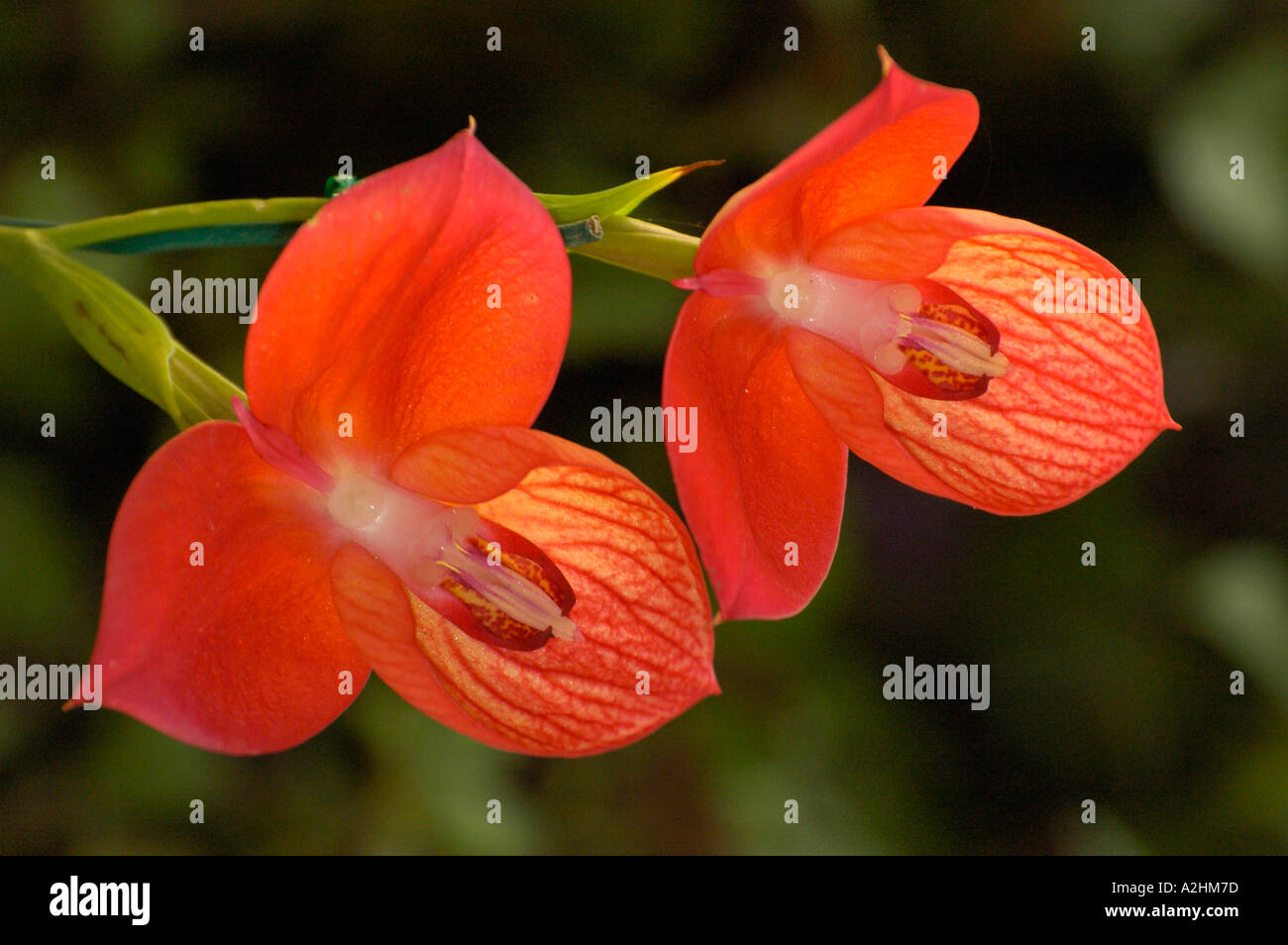 Red disa orchid, Kirstenbosch Gardens, Cape Town Stock Photo