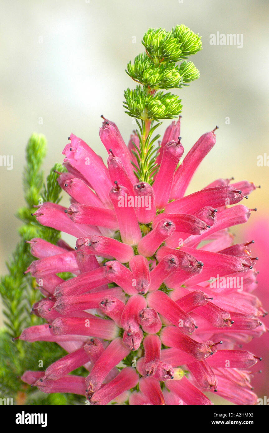extinct in the wild, Erica verticillata from Kirstenbosch Gardens, Cape  Town Stock Photo - Alamy