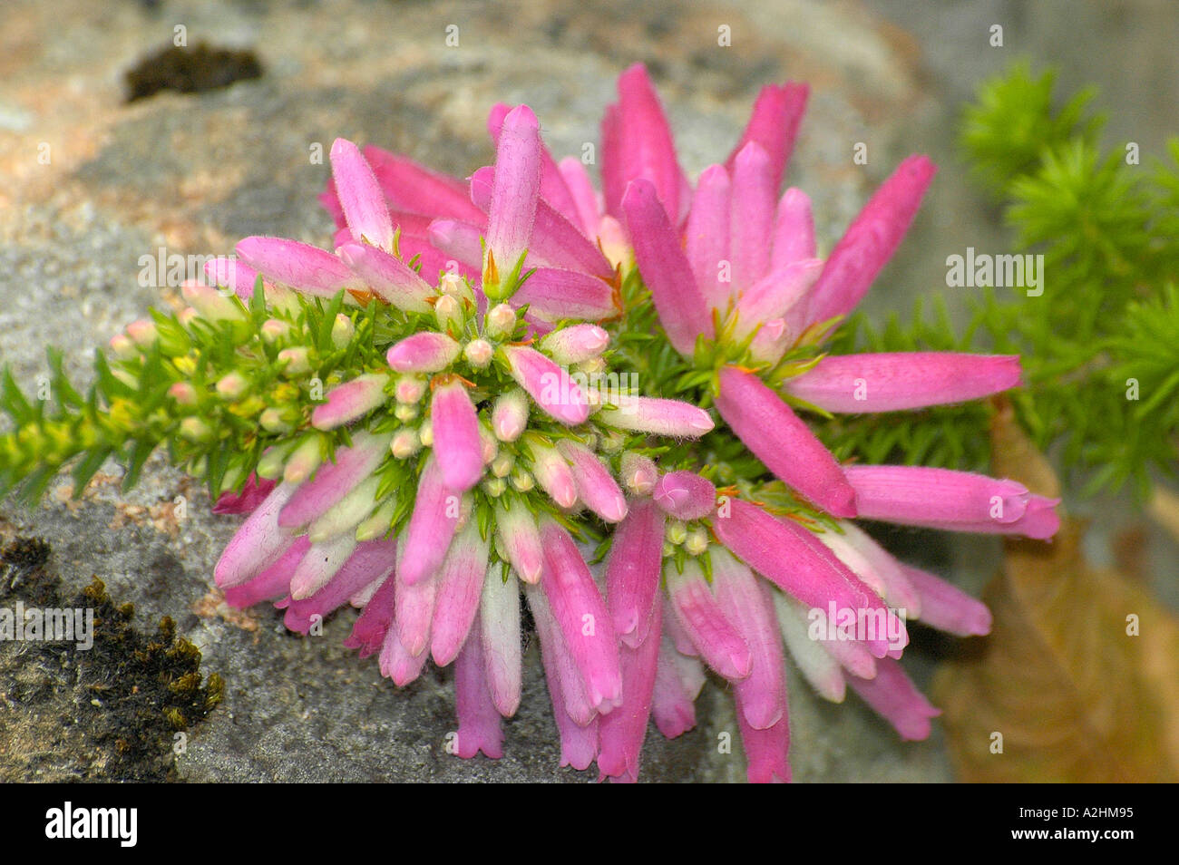 This species which is extinct in the wild, Erica verticillata, was cultivated from specimen in Kew botanical gardens. Stock Photo