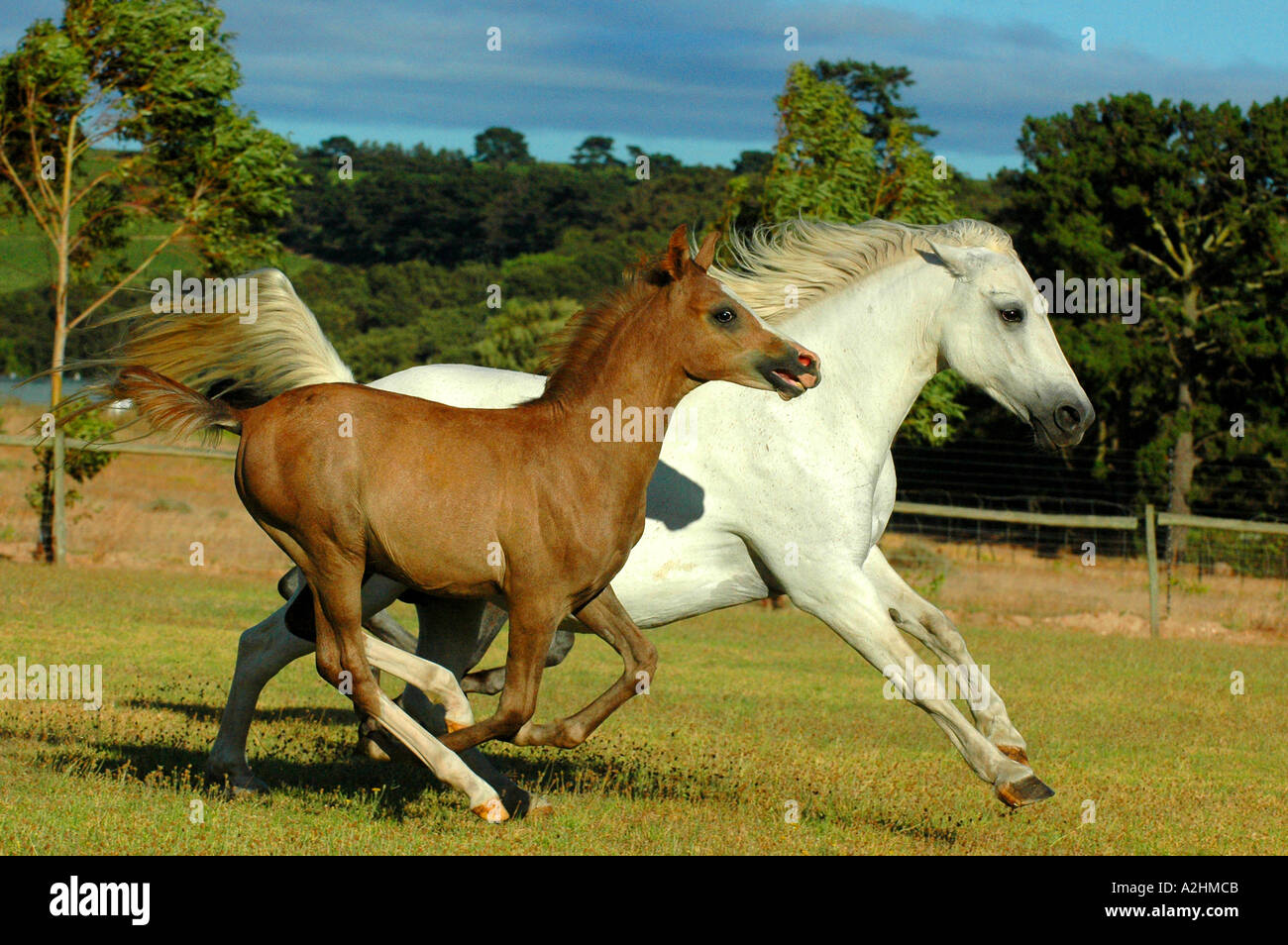 Arab mare and foal racing Stock Photo - Alamy
