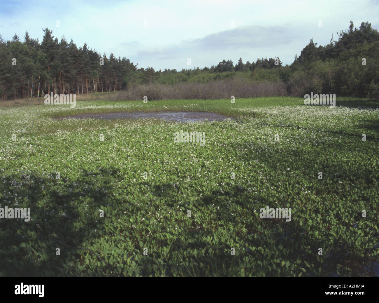 Peatmoor Pond with flowering slender Cottongrass, Surrey Stock Photo