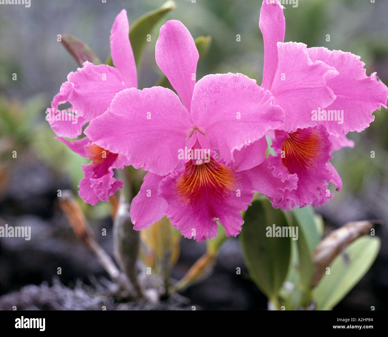 USA - HAWAII: Cattleya Orchid Stock Photo