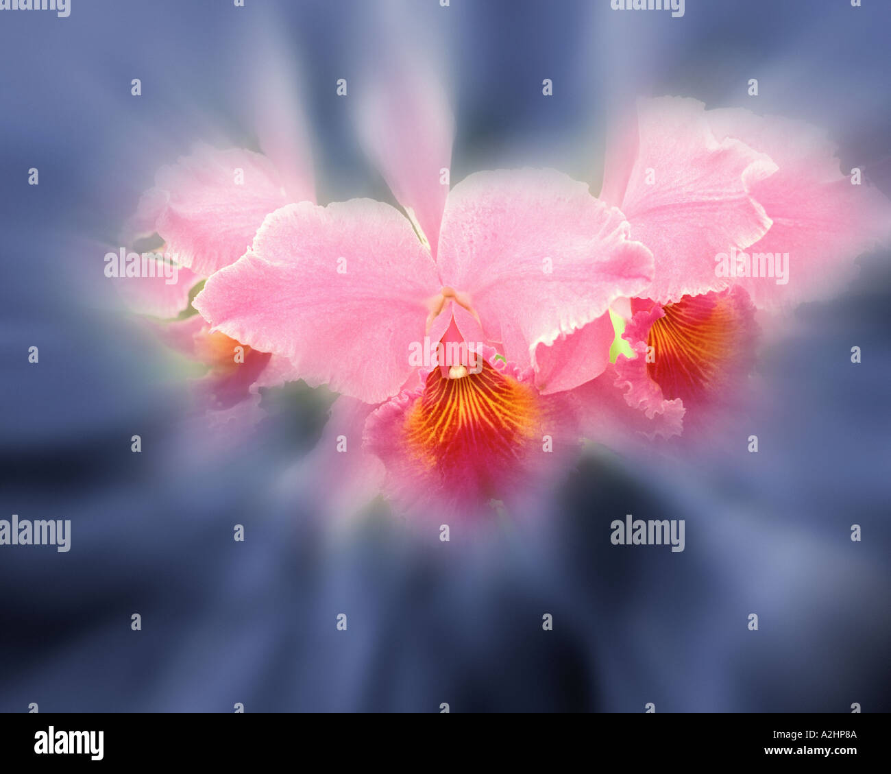 USA - HAWAII: Cattleya Orchid Stock Photo
