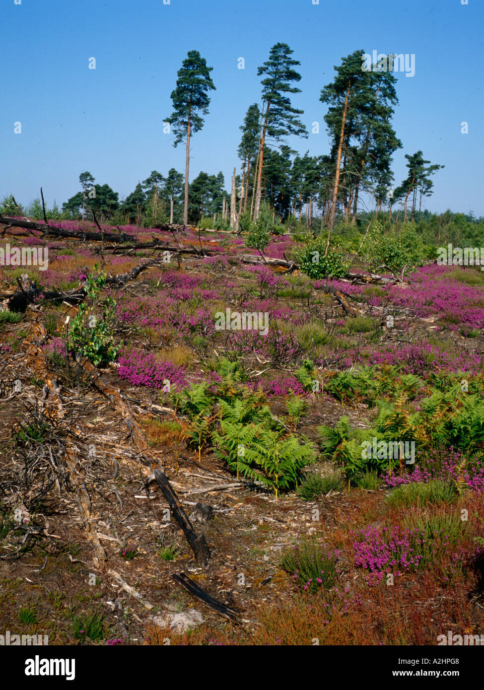 Thursley Common SSSI English Nature Reserve Healthy young Bell heather following fire previous year Surrey England Stock Photo