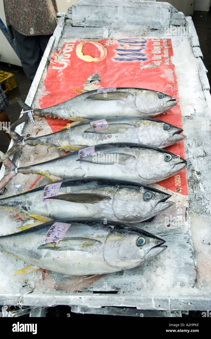 Yellowfin tuna fish market General Santos City, Mindanao, Philippines