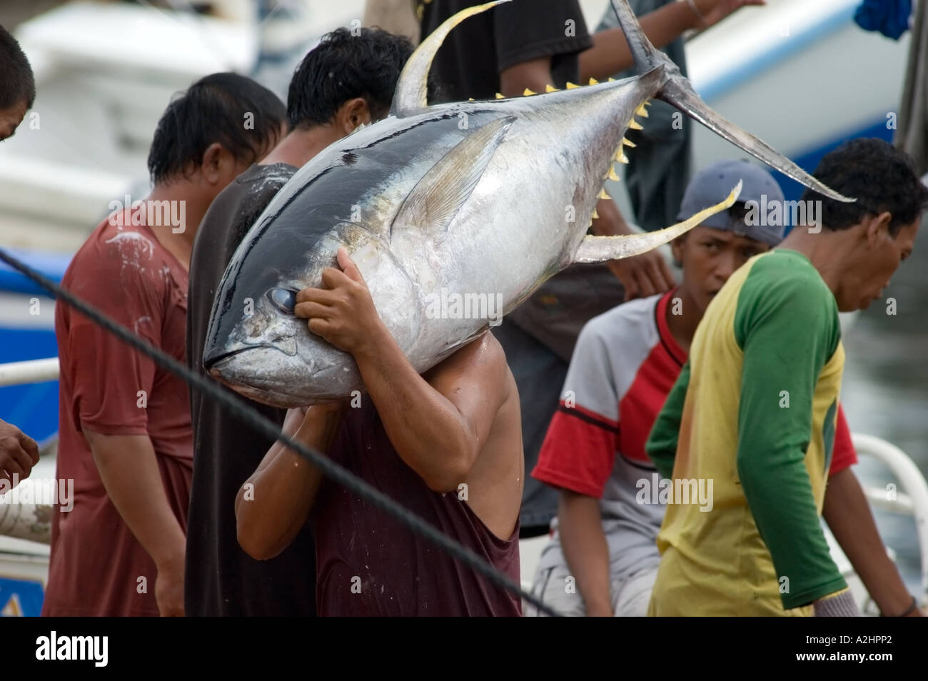 Yellowfin tuna fish market General Santos City, Mindanao, Philippines