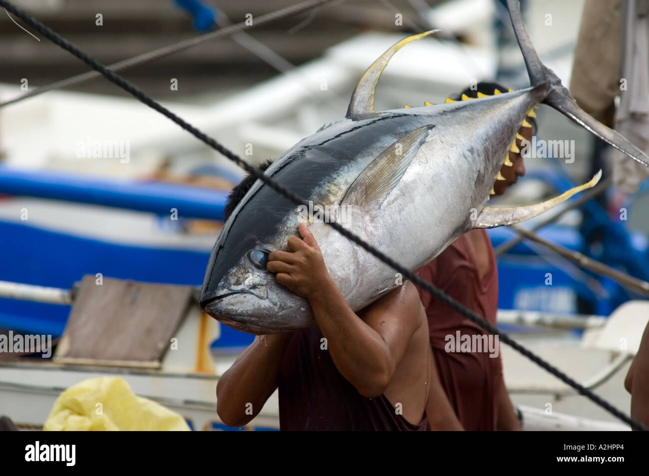 Yellowfin tuna fish market General Santos City, Mindanao, Philippines