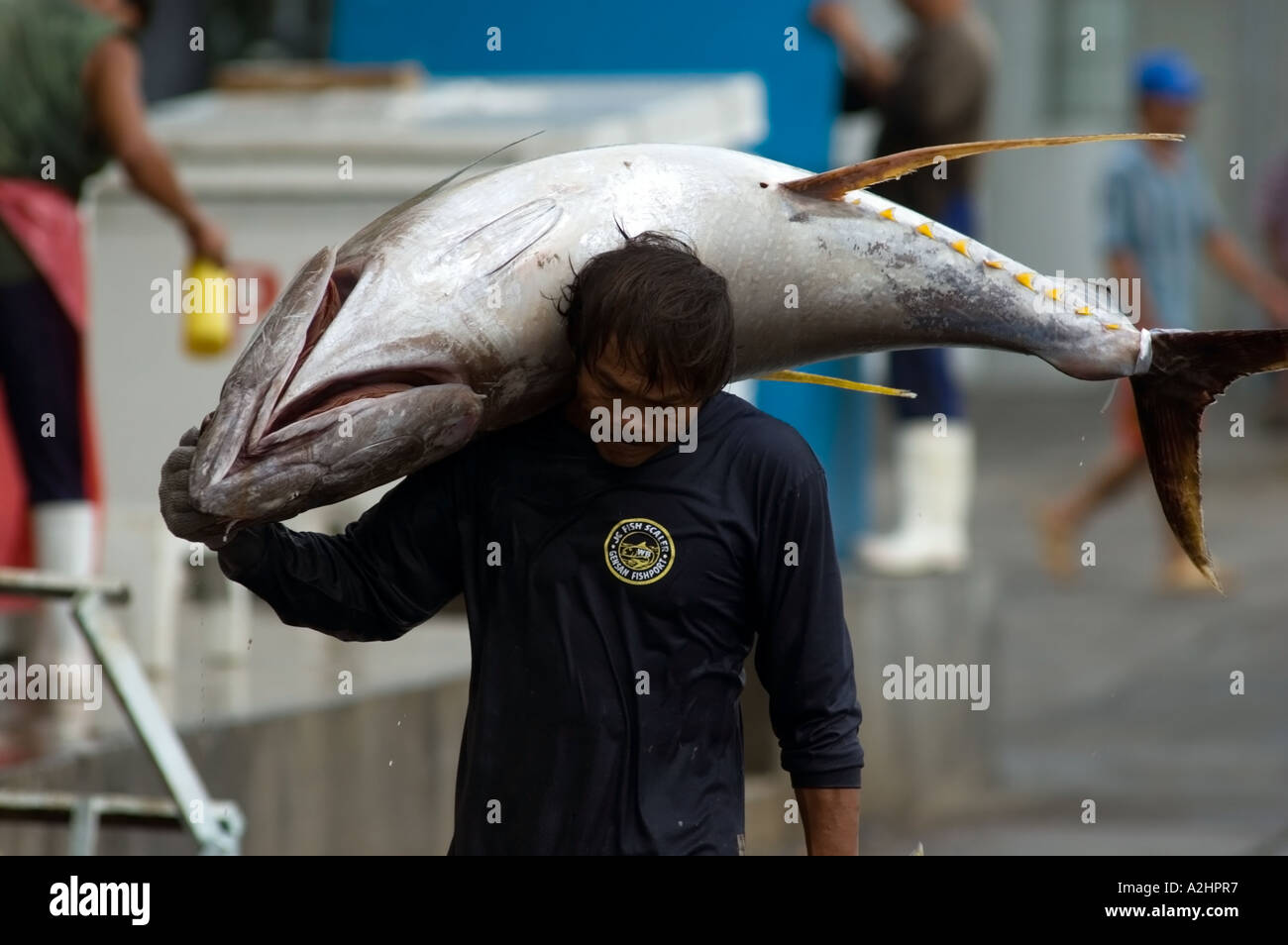 Yellowfin tuna fish market General Santos City, Mindanao, Philippines