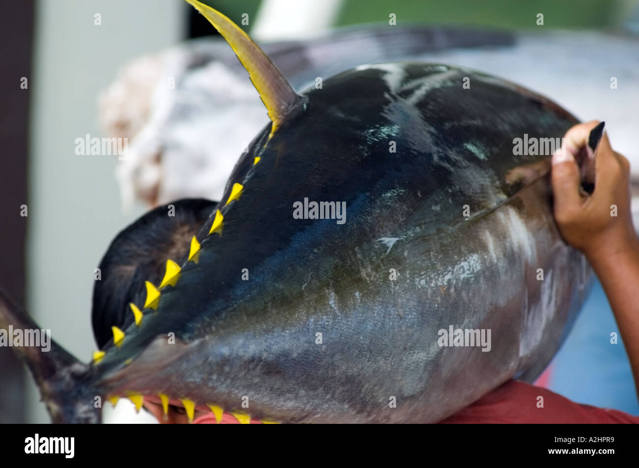 Yellowfin tuna fish market General Santos City, Mindanao, Philippines