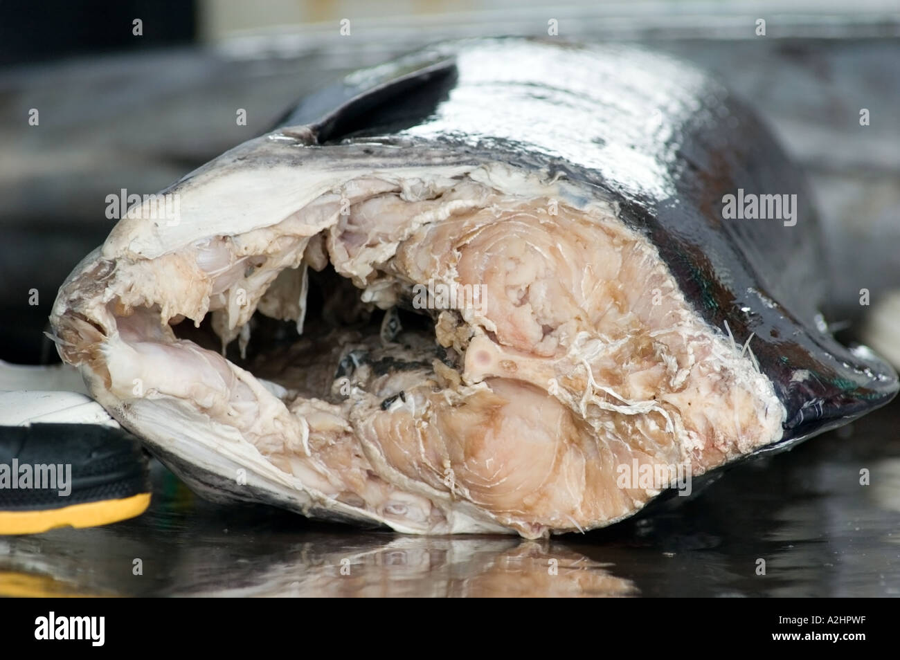Yellowfin tuna fish market General Santos City, Mindanao, Philippines