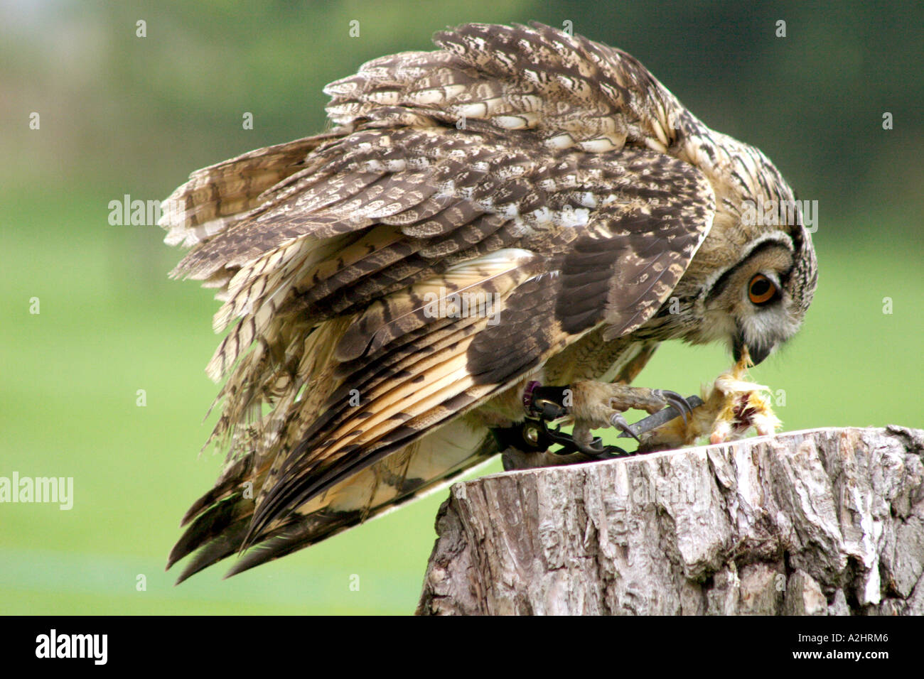 Indian Rock Owl, Bubo bengalensis, in captivity at Pensthorpe Waterfowl