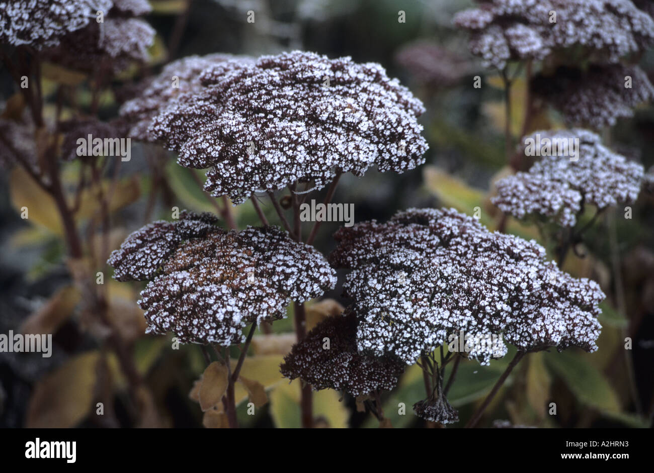 Sedum spectabile with frost on, UK Stock Photo Alamy