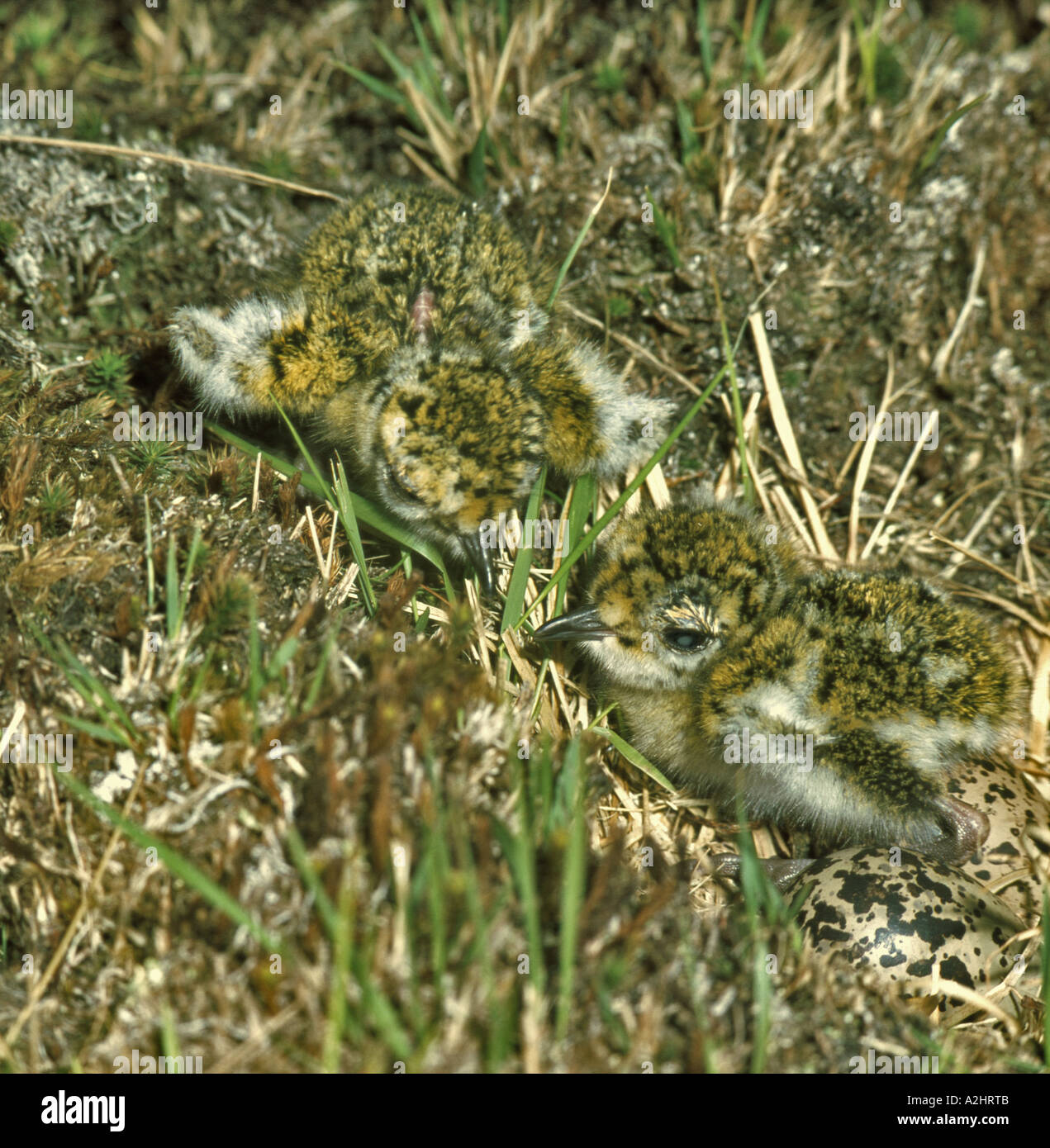 Golden Plover. Eggs and recently hatched chicks in nest in Peat bog Wales  June Stock Photo - Alamy