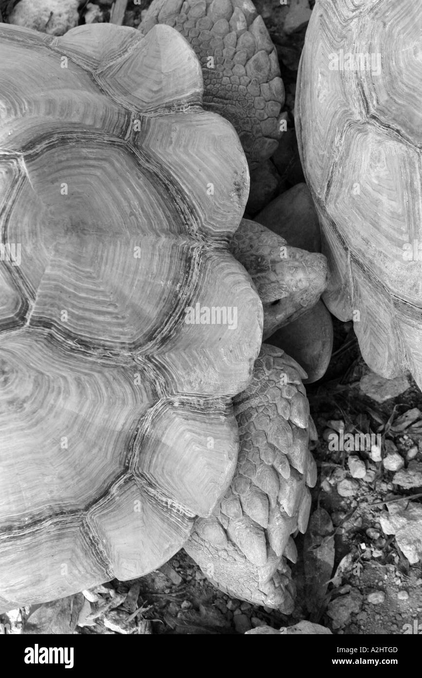 B/W close up a tortoise Stock Photo