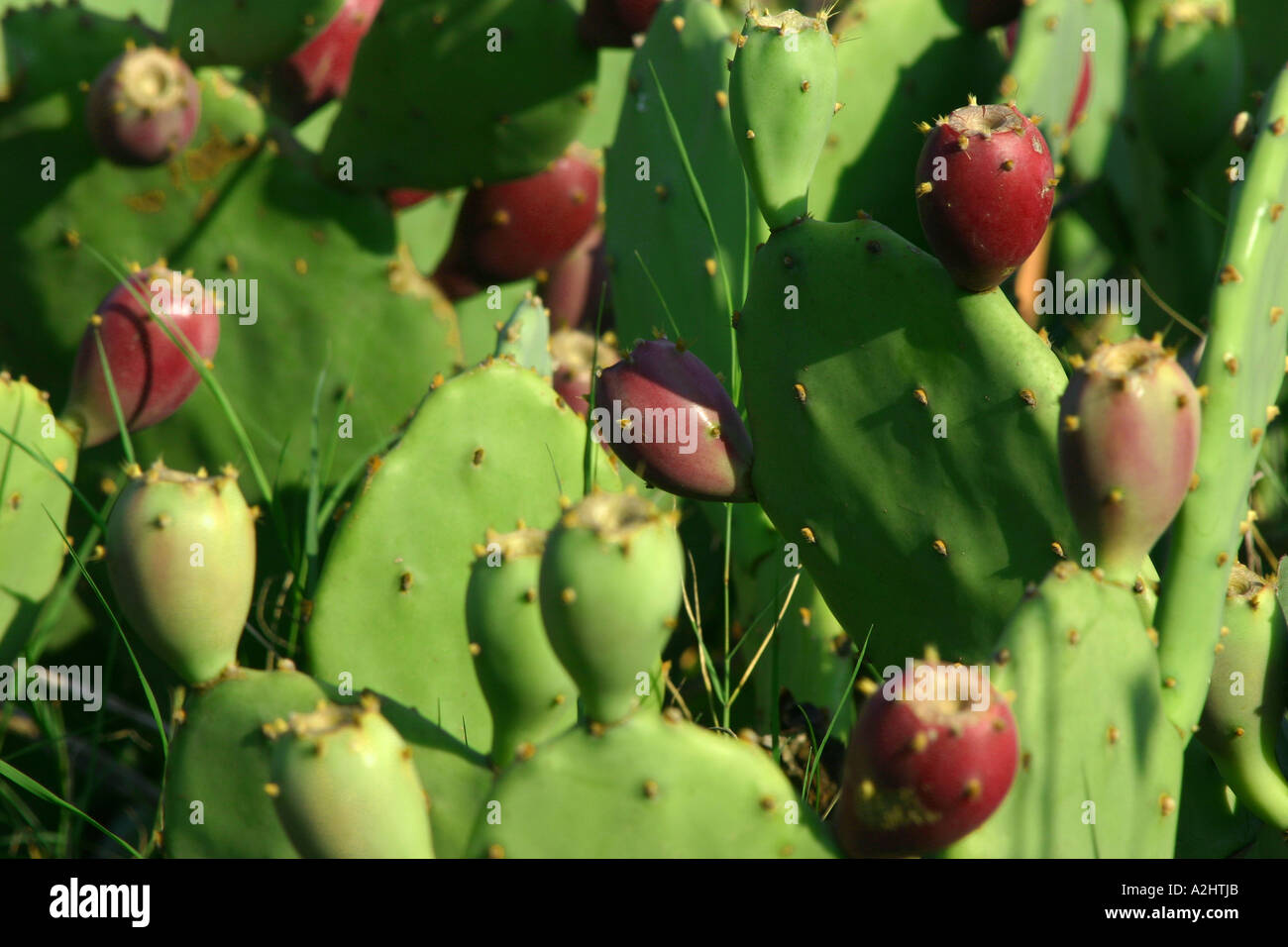 Desert plants tunisia hires stock photography and images Alamy