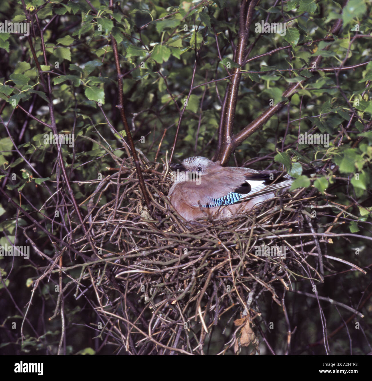 Jay incubating on nest in silver birch Surrey England June Stock Photo