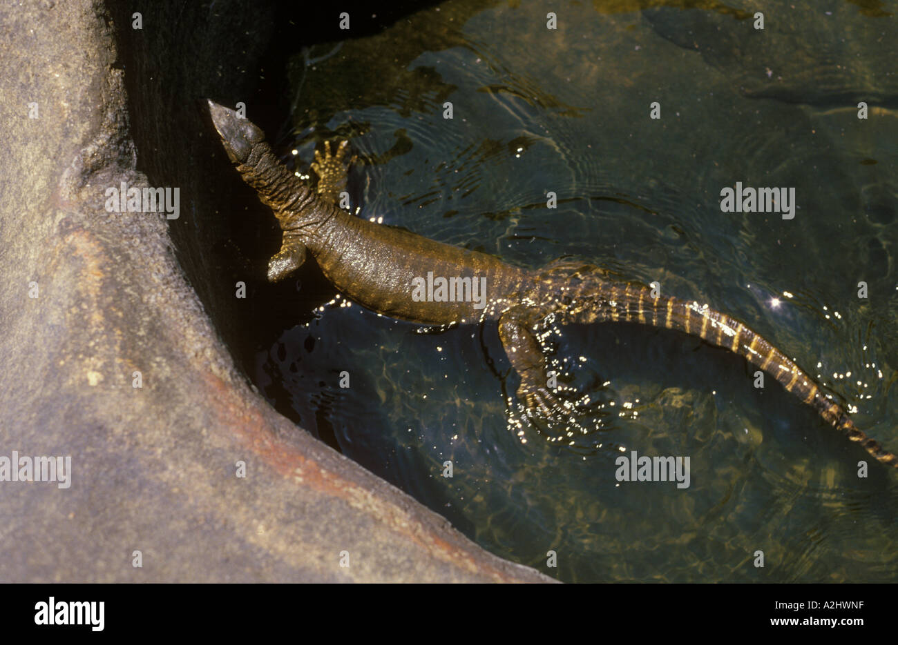 Lizard in the swimming pool hi-res stock photography and images - Alamy