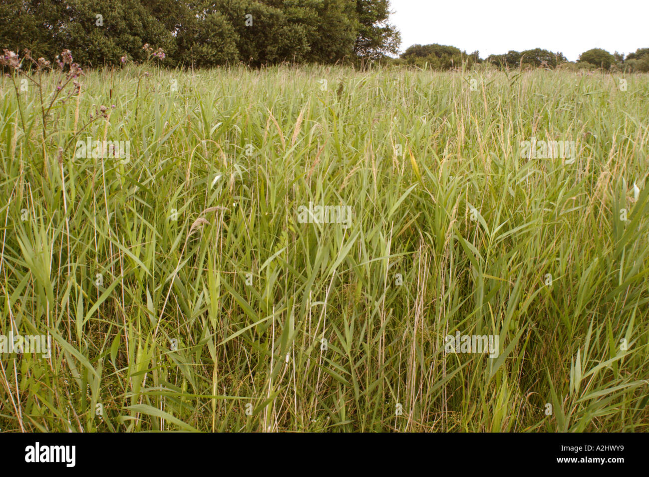 Nature boardwalk reed bed hi-res stock photography and images - Alamy