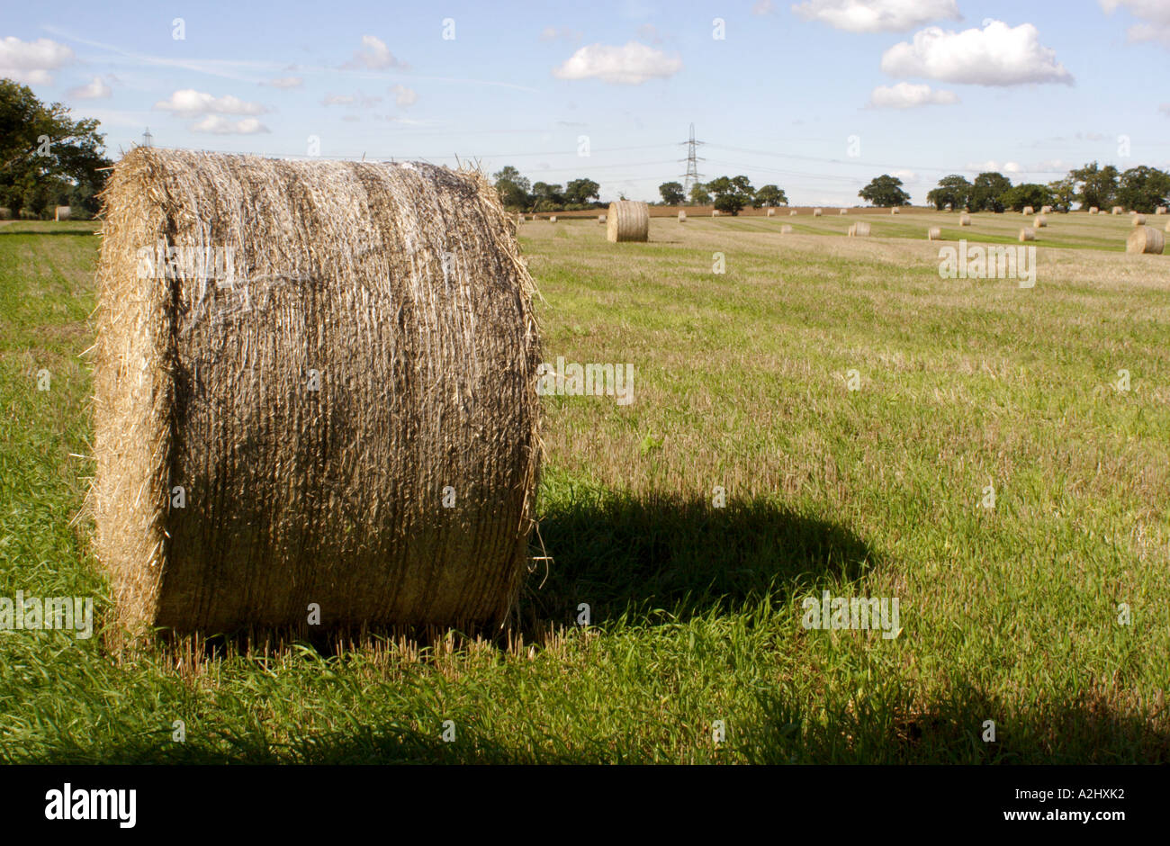 Bale of straw in field, UK Stock Photo Alamy