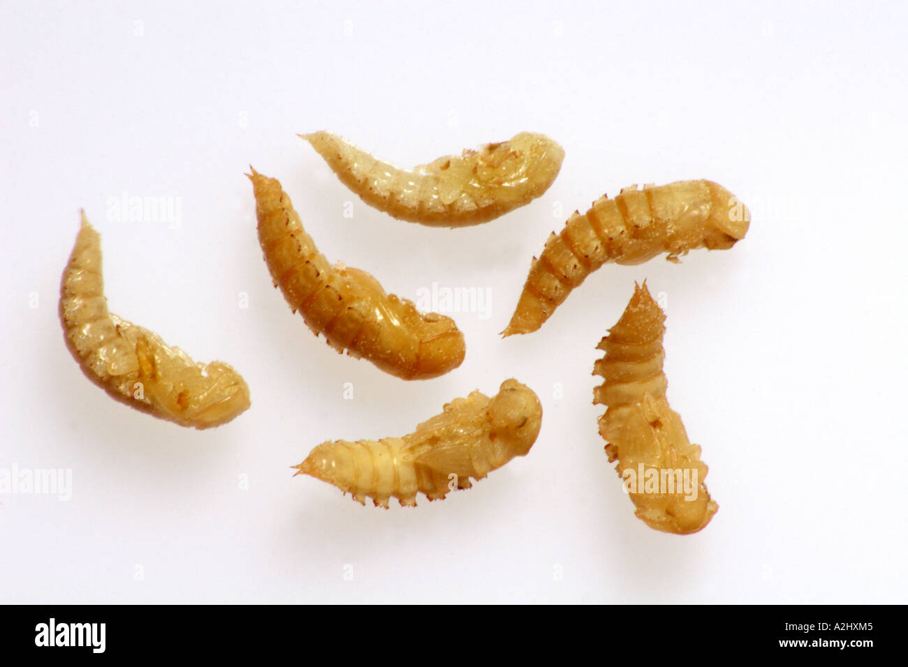 Darkling beetle larva at pupa stage (Tenebrio molitor Stock Photo Alamy