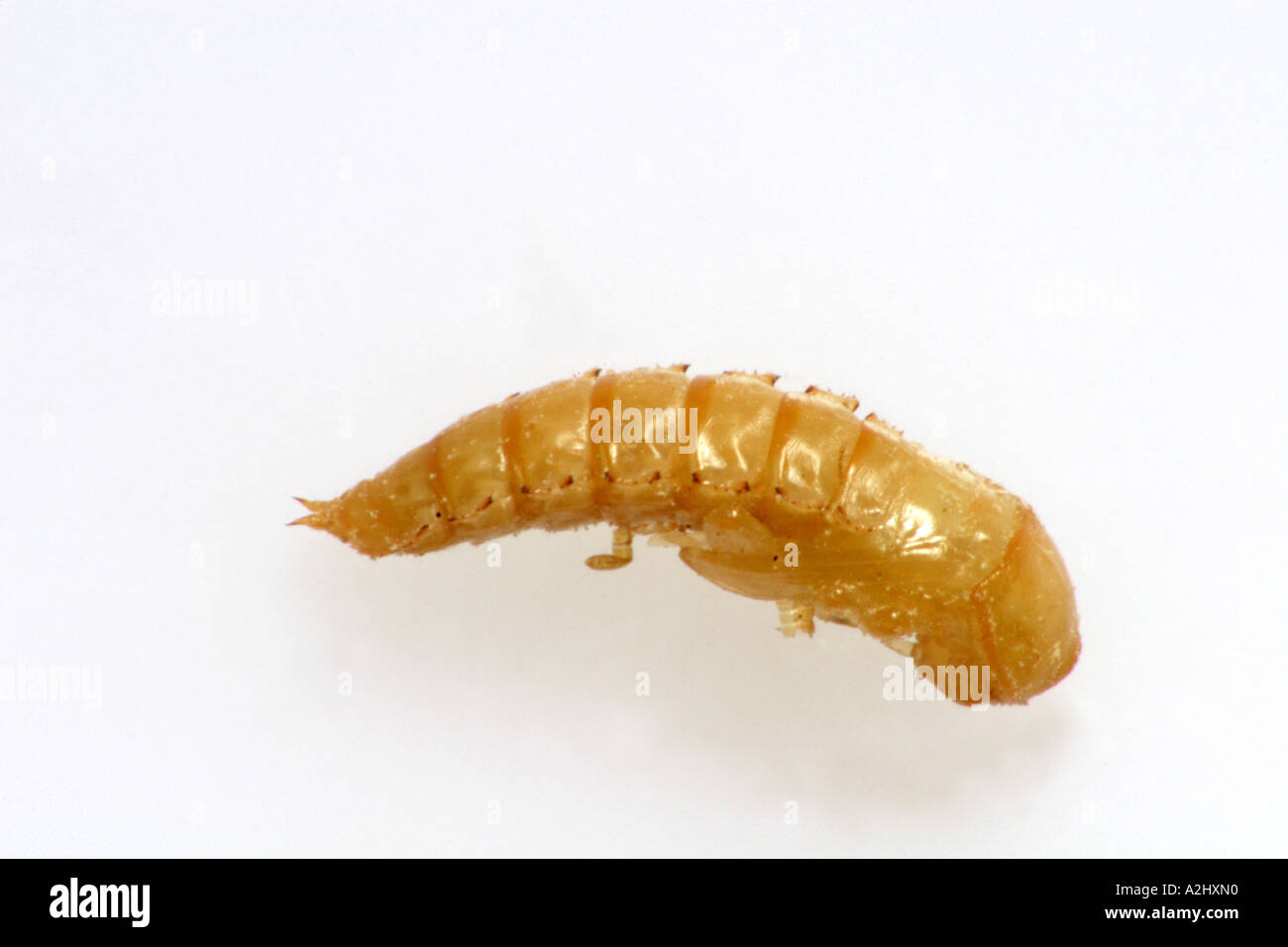 Darkling beetle larva at pupa stage (Tenebrio molitor Stock Photo Alamy
