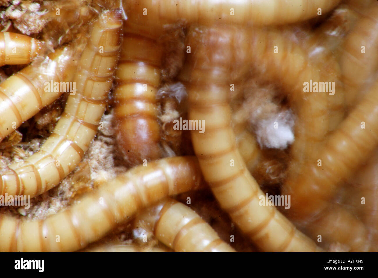 Mealworm Tenebrio molitor Darkling beetle larva Stock Photo Alamy