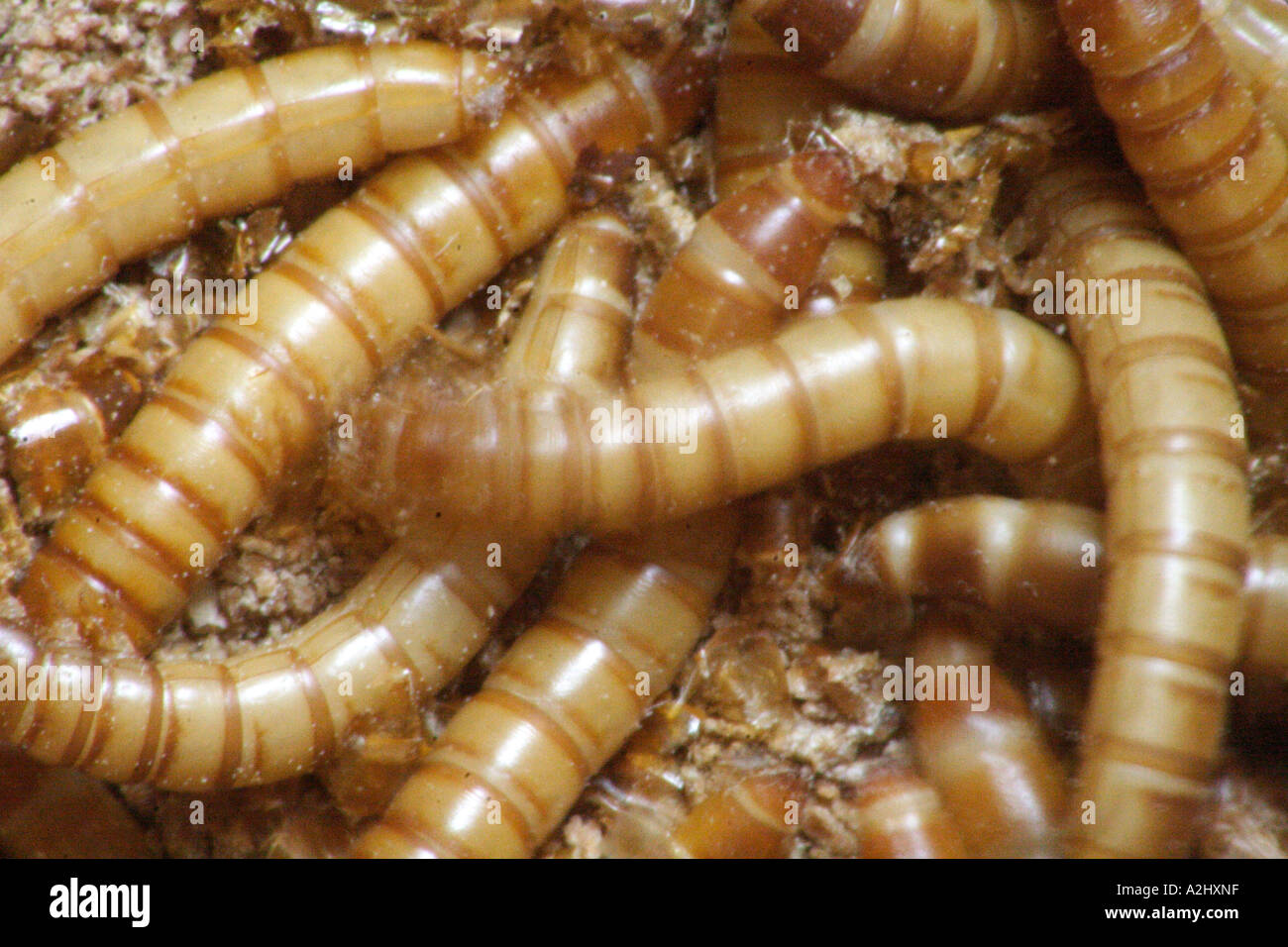 Mealworms Tenebrio molitor Darkling beetle larva Stock Photo Alamy
