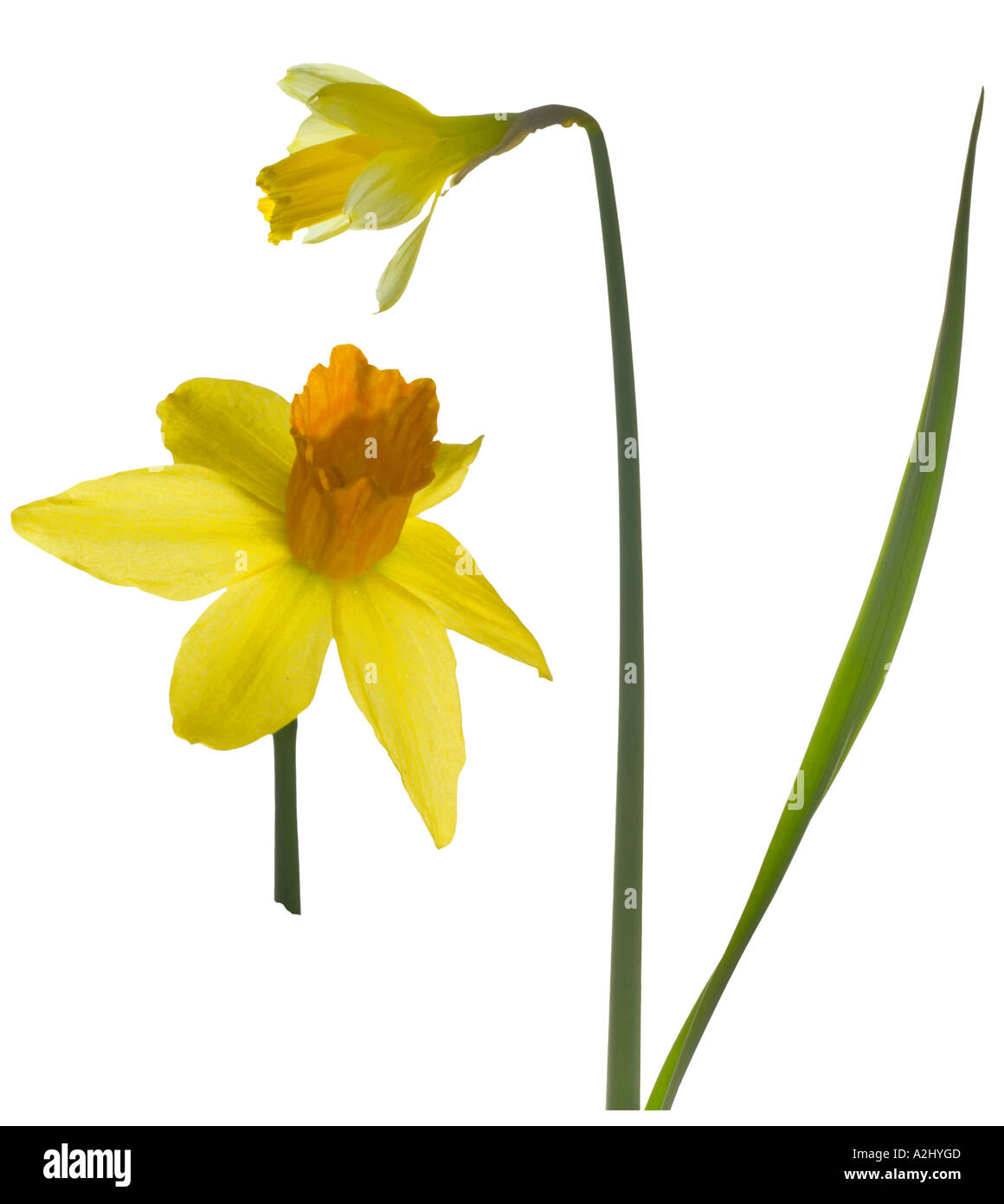 Daffodil. Flowerhead leaf stem March Stock Photo Alamy