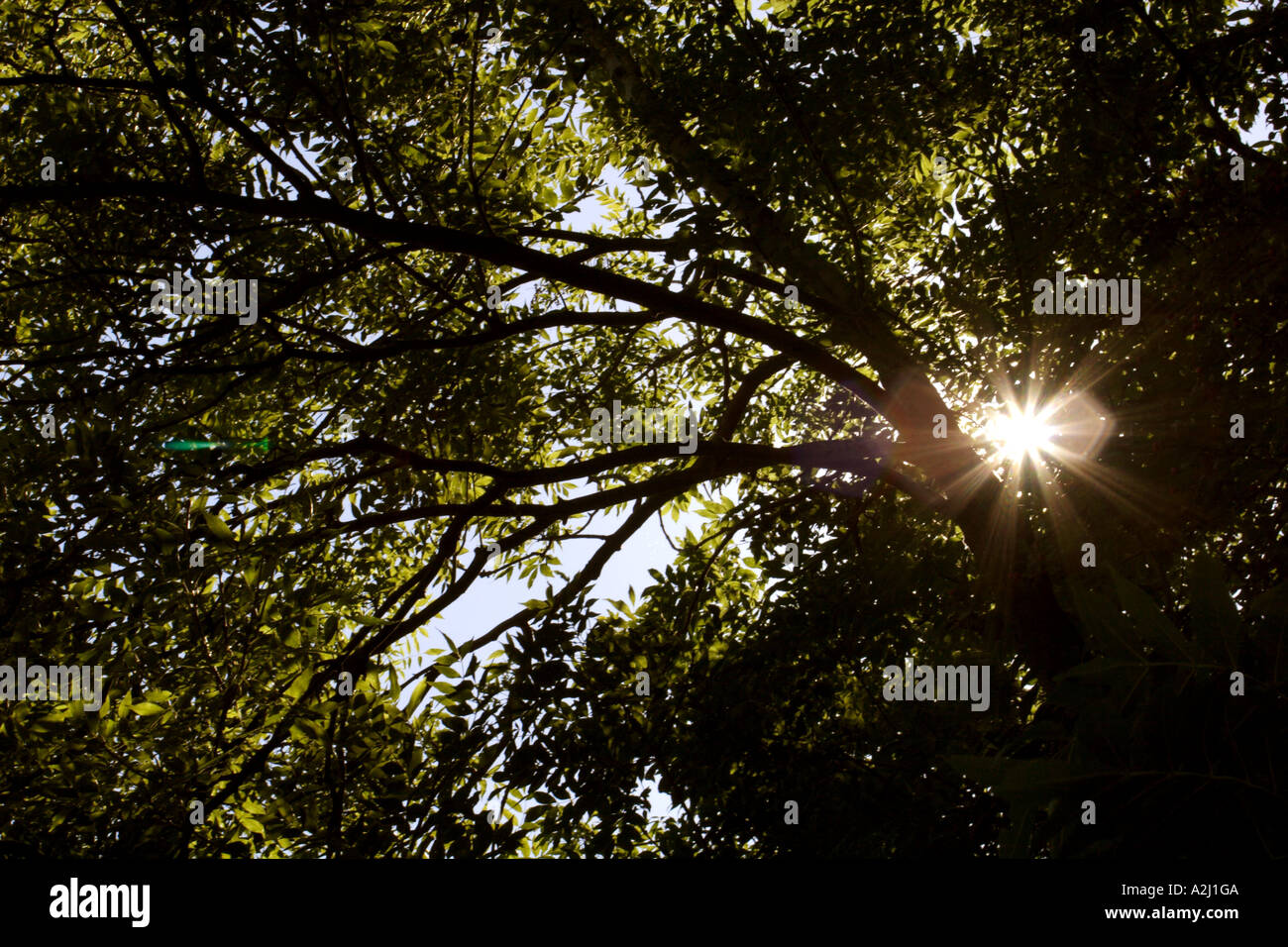 Sunlight filtering through branches of trees, UK Stock Photo Alamy